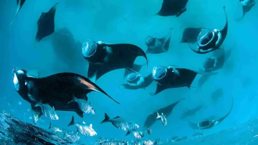Manta Point — Komodo National Park