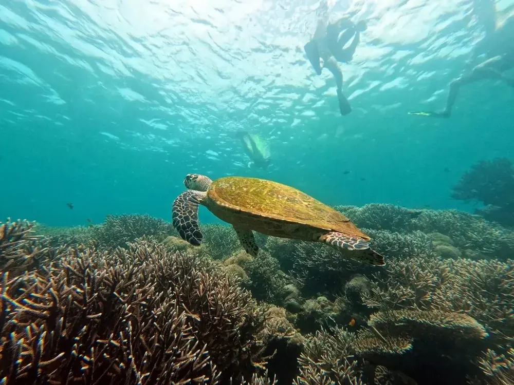 Siaba Besar — Komodo National Park